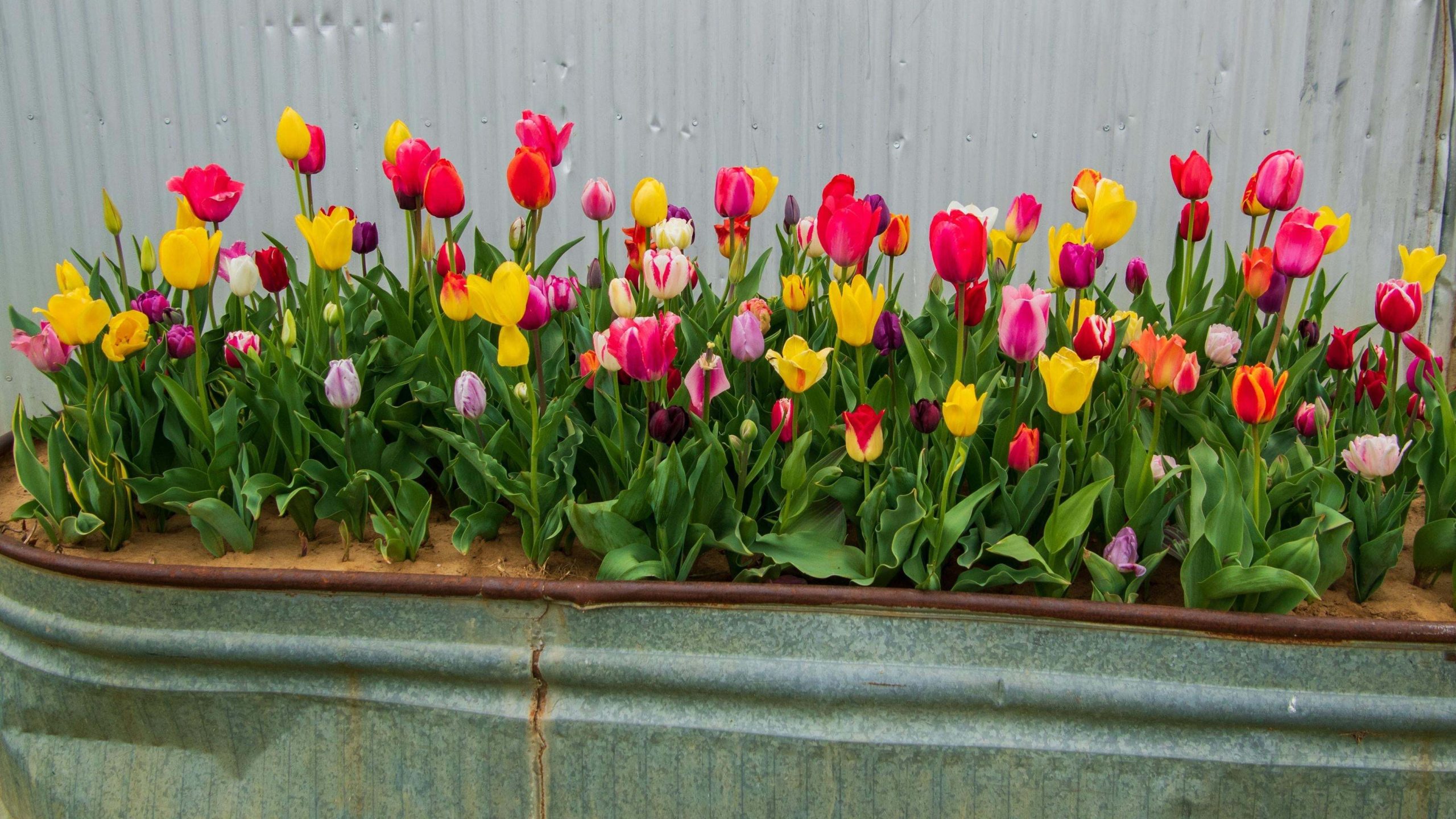 How to Fill Your Planters With Year-Round Blooms