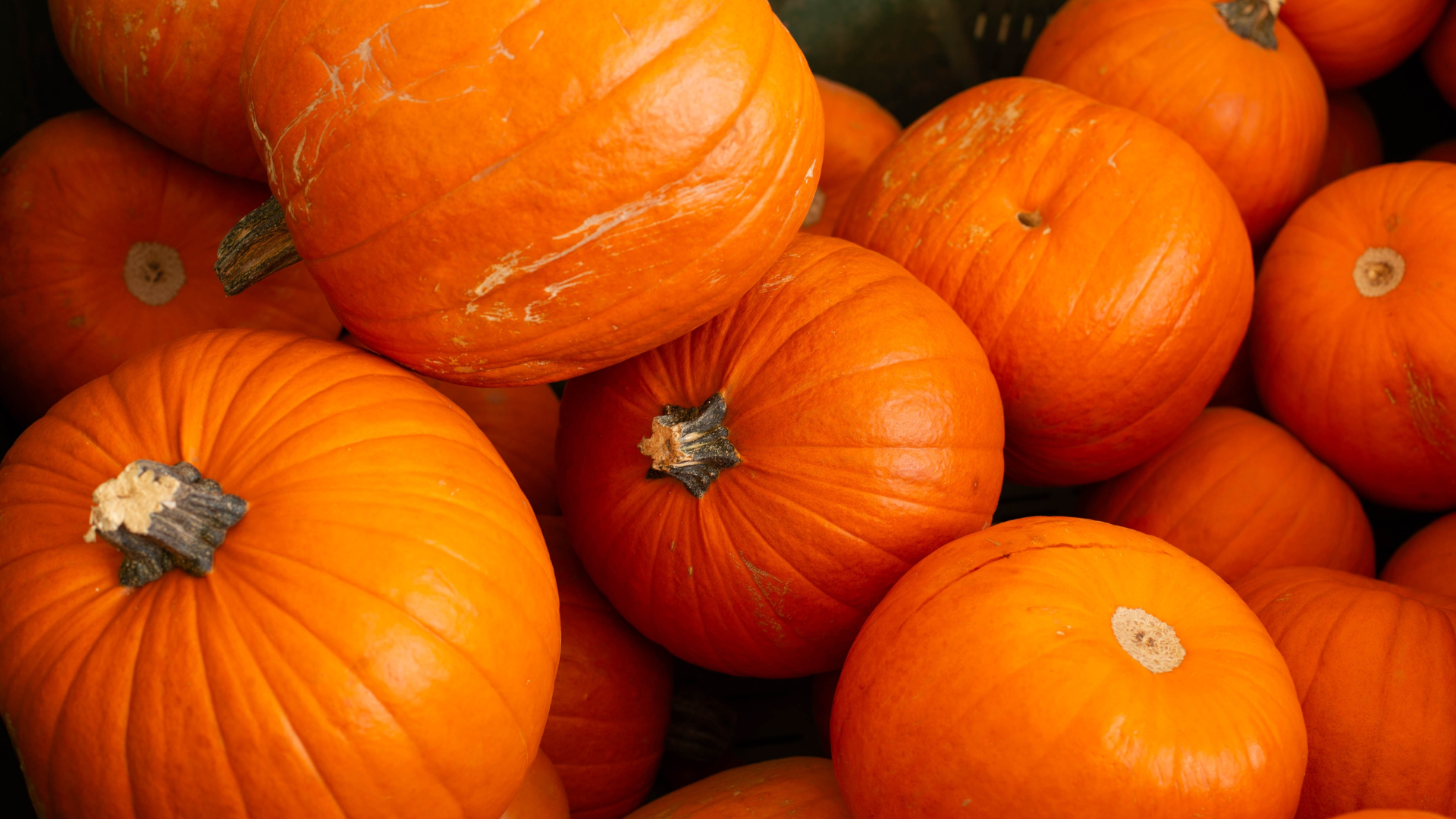 What to Look for (and Avoid) When Selecting a Pumpkin