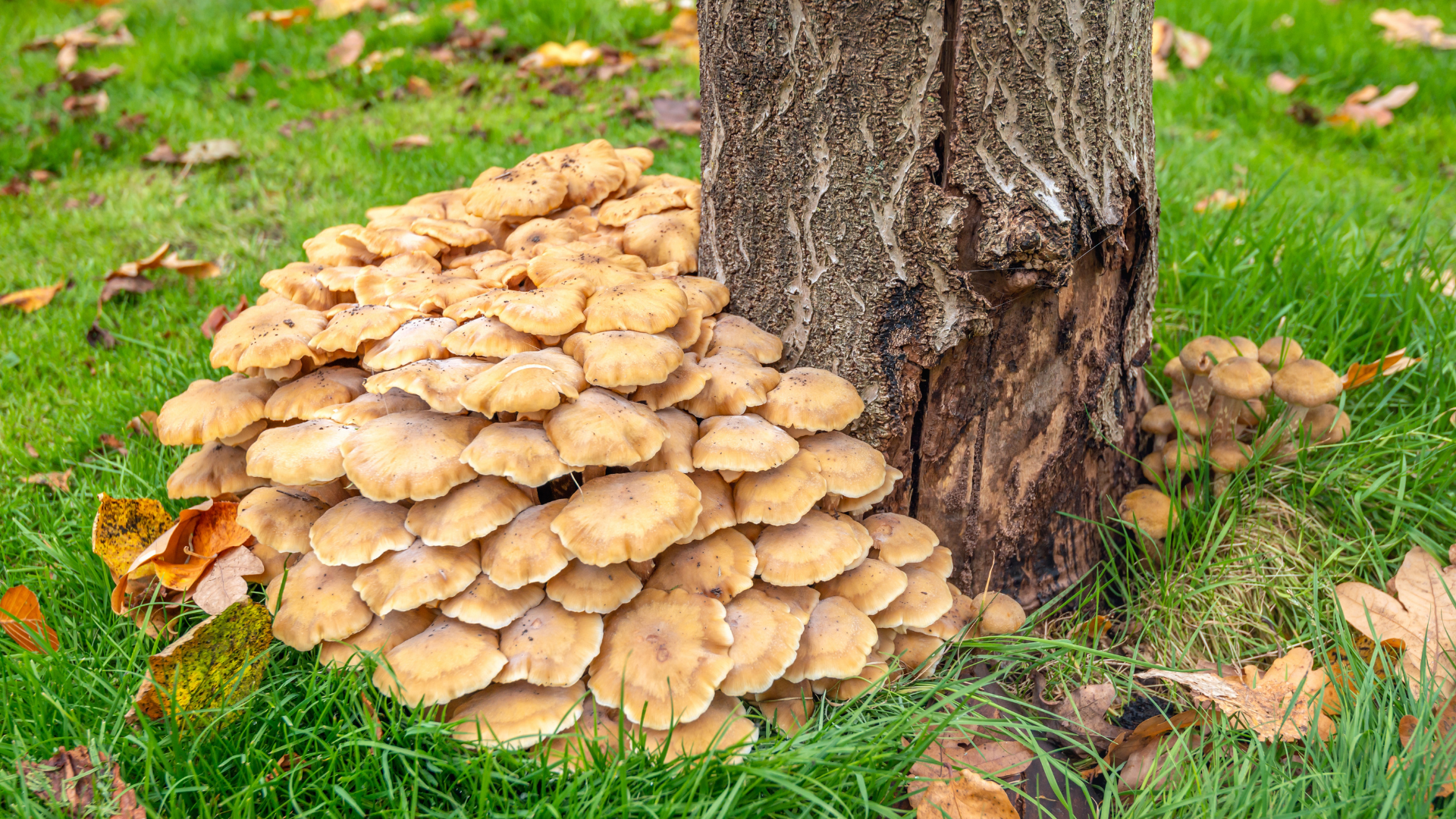 Seven Signs the Tree in Your Yard Is About to Fall