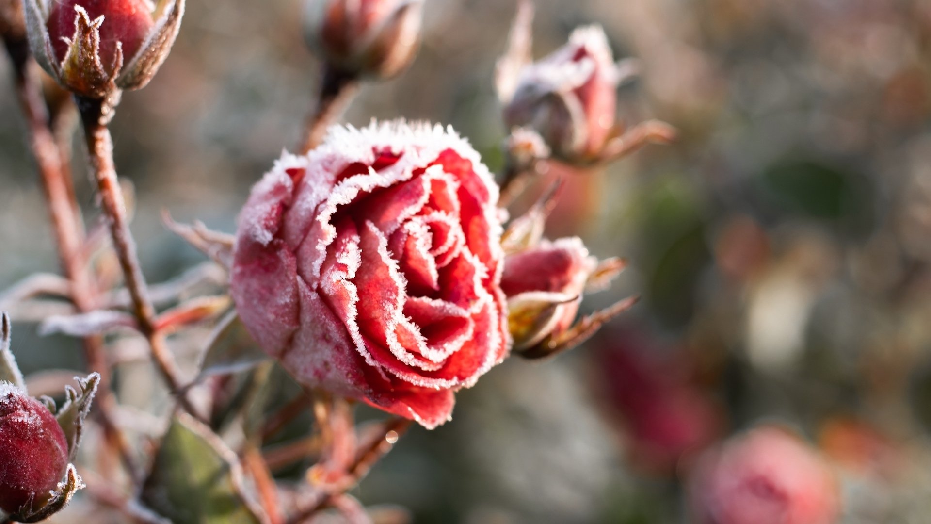 Four Steps You Should Take This Winter for Your Dream Garden Next Year