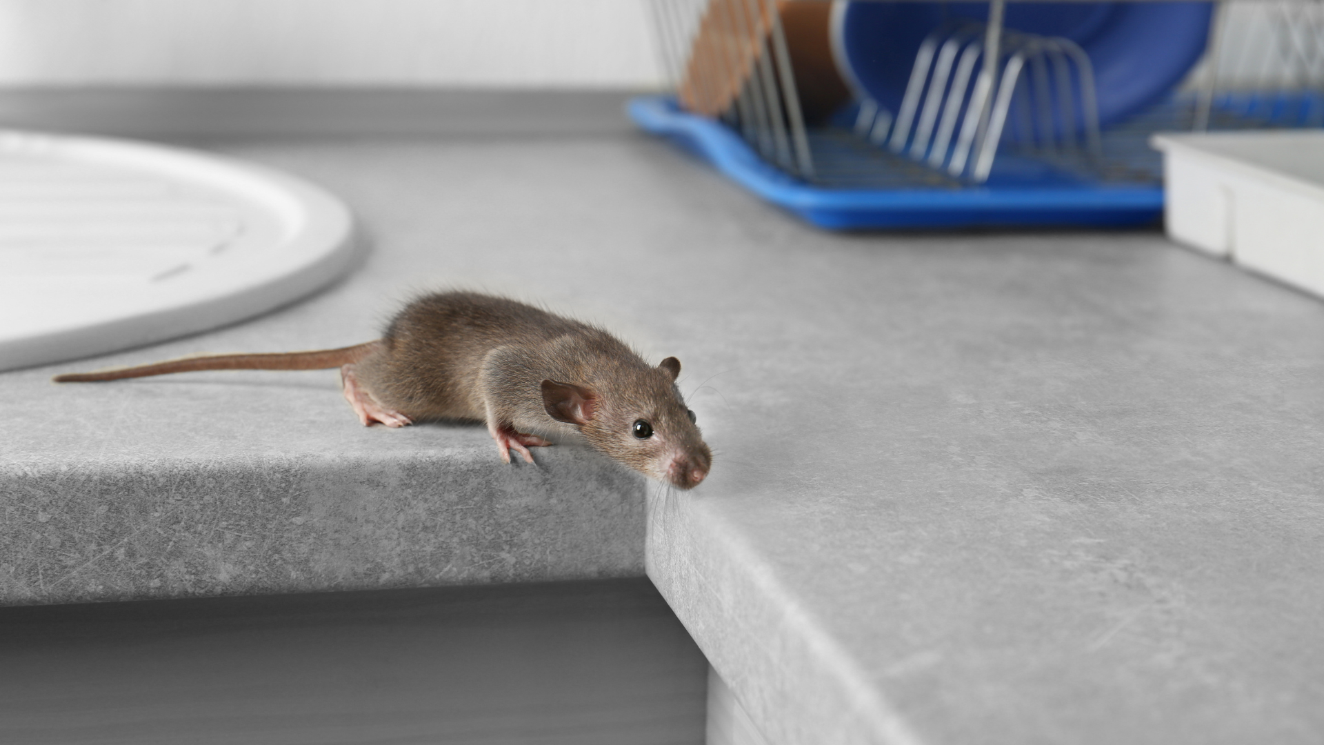 How to Clean Up After You Spot Mice, Roaches, and Other Pests